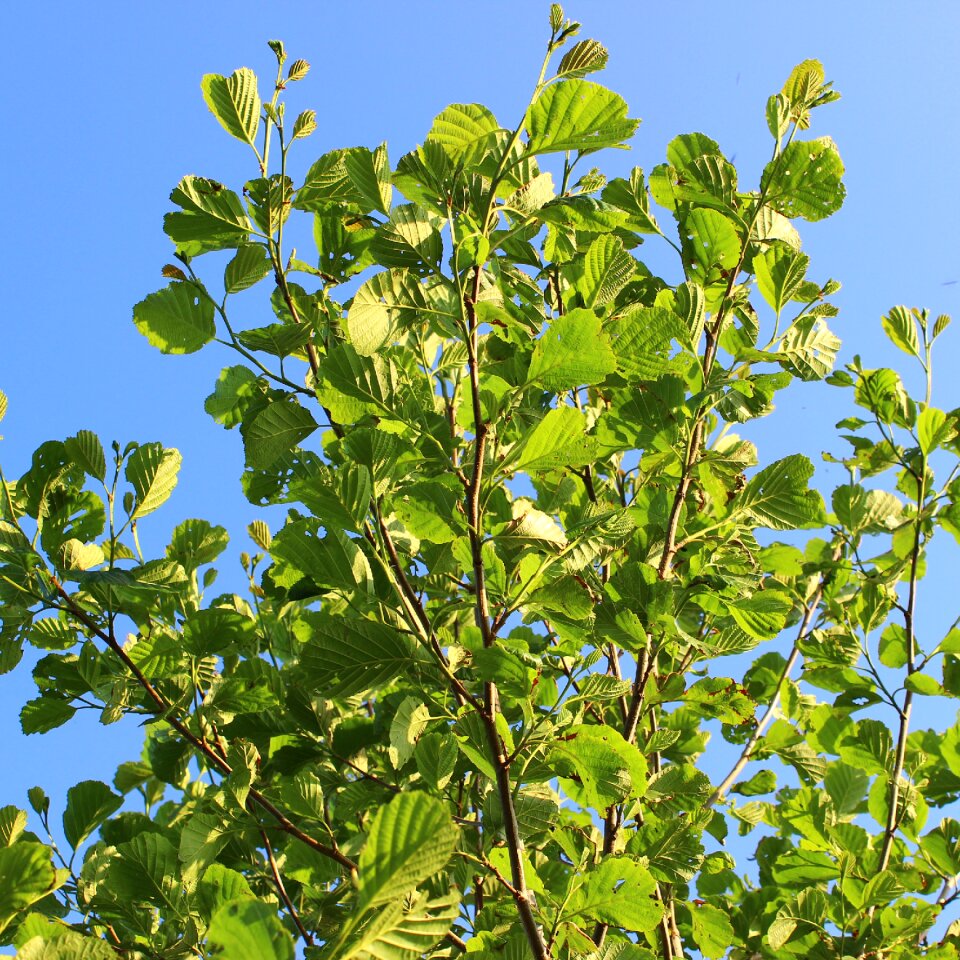 Nature branch birch