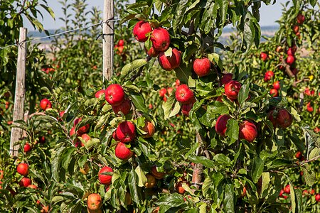Apple orchard orchard harvest