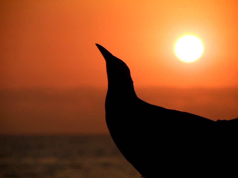 Bird and Sunset 2