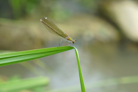 Dragonfly insect macro