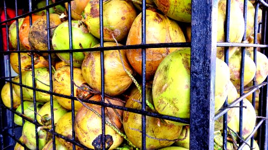 Coconuts for Drinking