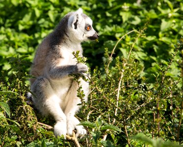 Madagascar wildlife nature