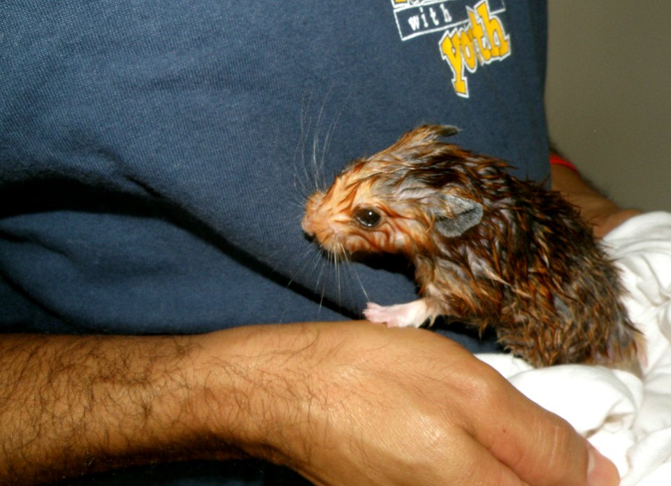 After the Hamster Bath