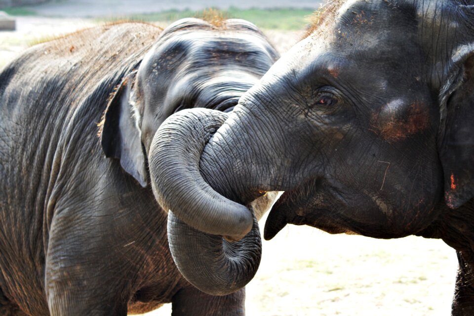Mammal animal africa