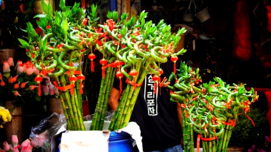 Preparation for CNY