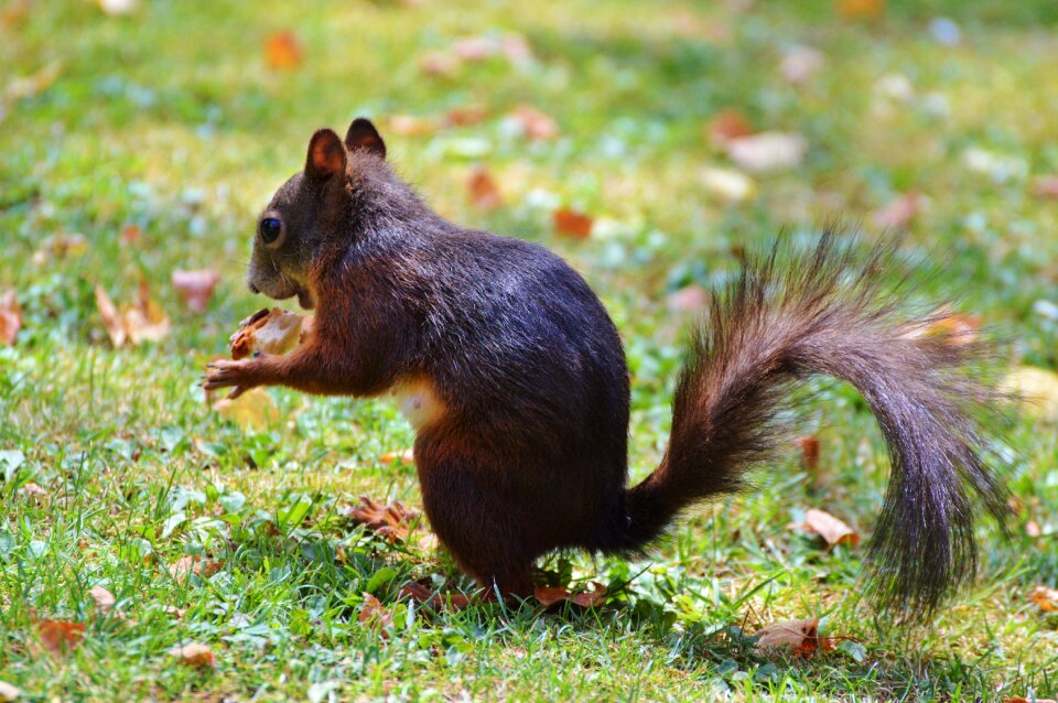 Brown nut possierlich