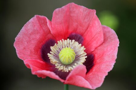 Blossom bloom pink poppy photo