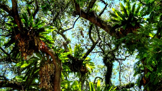Way Up in the Tree