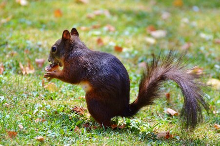 Cute nature cheeky