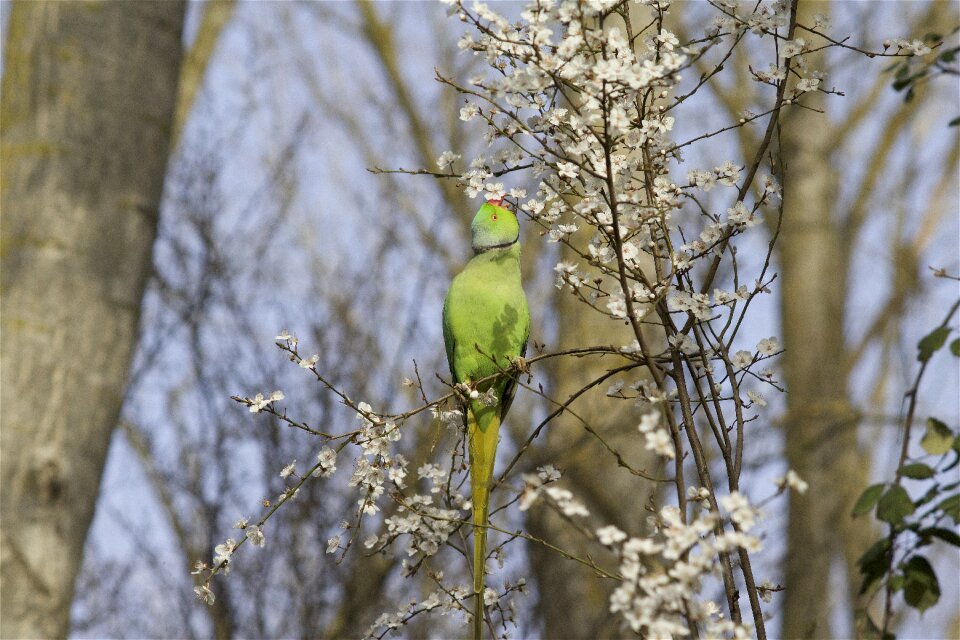 Spring animal feathers