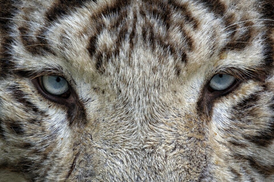 Animal wild cat zoo