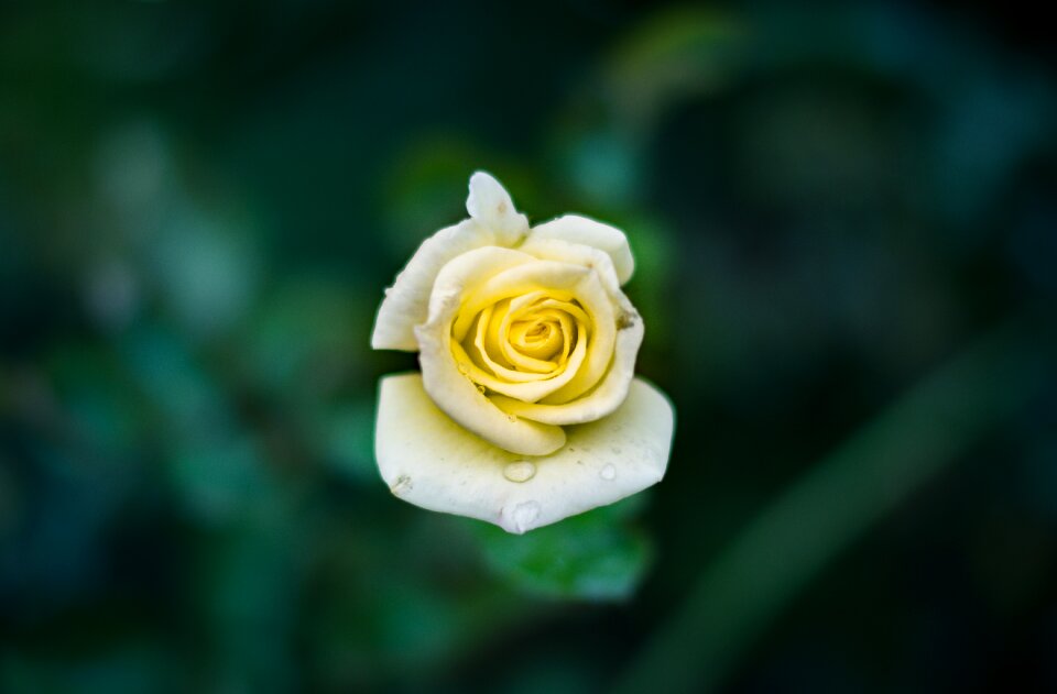 Bud close-up color