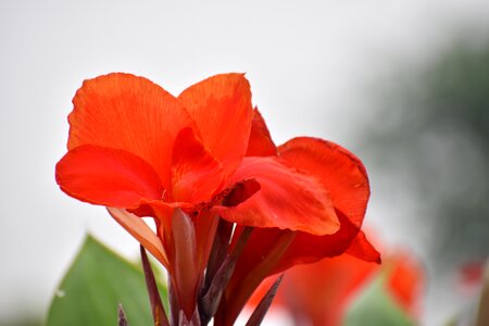 Saffron nature petals