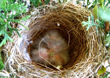 Look Ma, No Eggs!