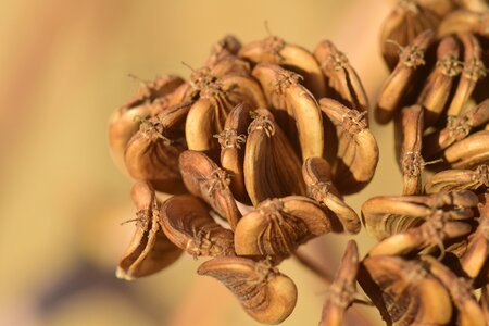 Brown plant dried
