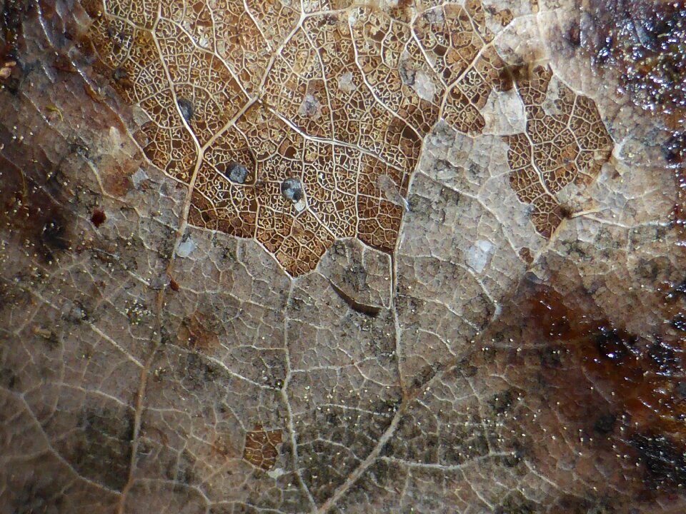 Plant environmental macro