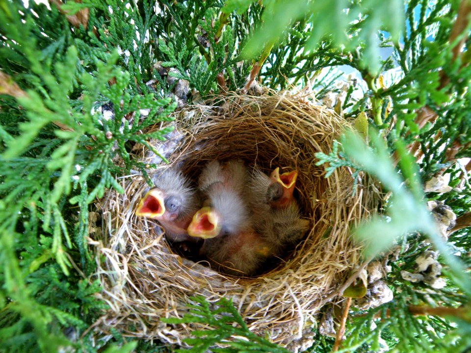 Bird Update