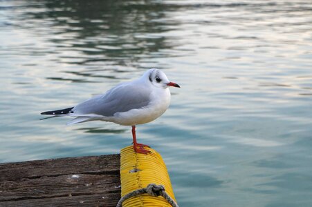 Haute-savoie bird winter