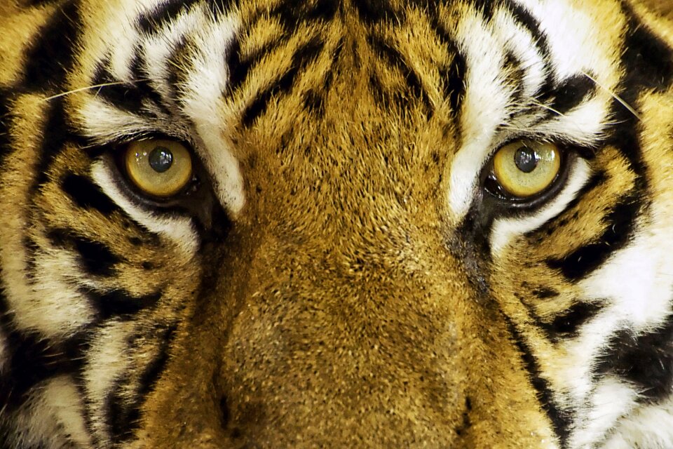 Wild animal zoo animal