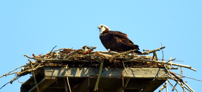 Nesting Osprey photo