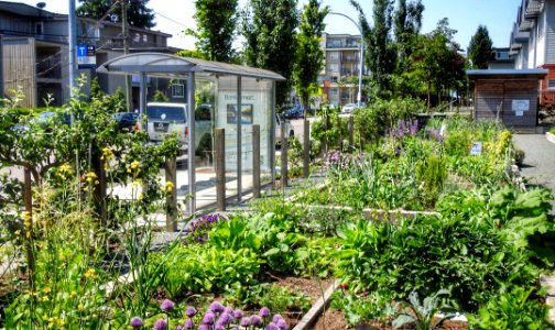 Community Gardens