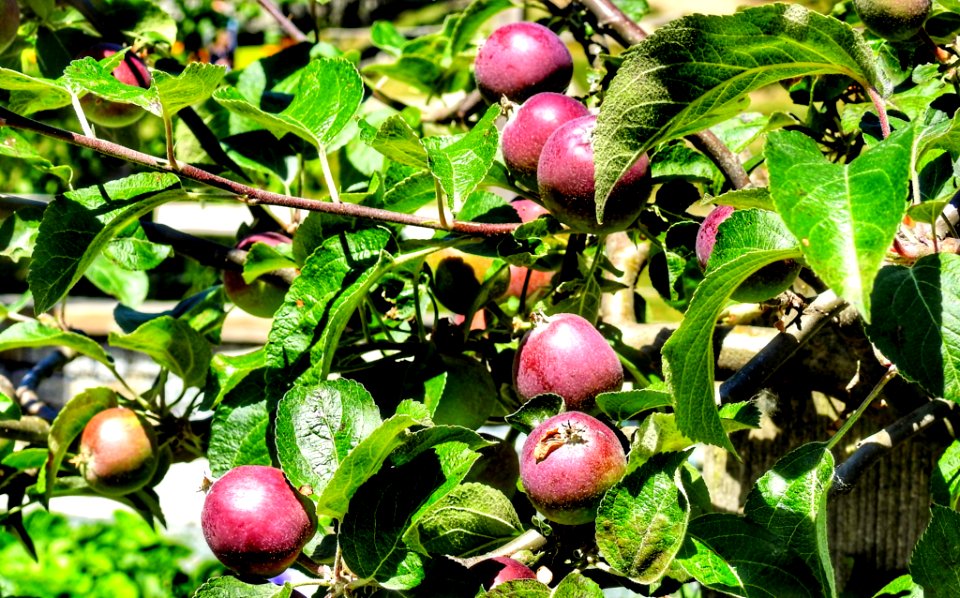 Apples