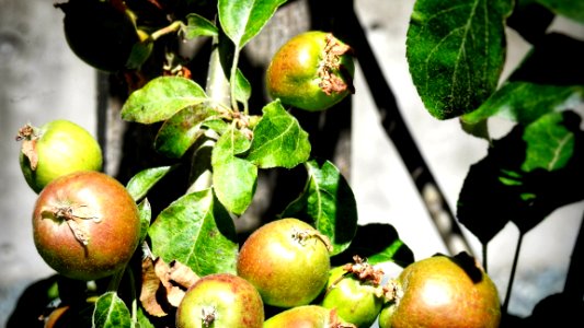 Apples
