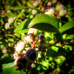 Immature Blueberries