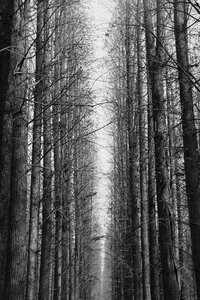 Black and white woods forest