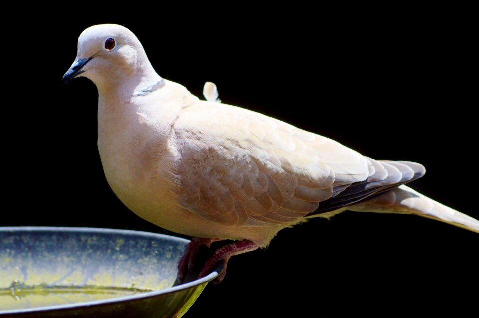 Animal plumage wing