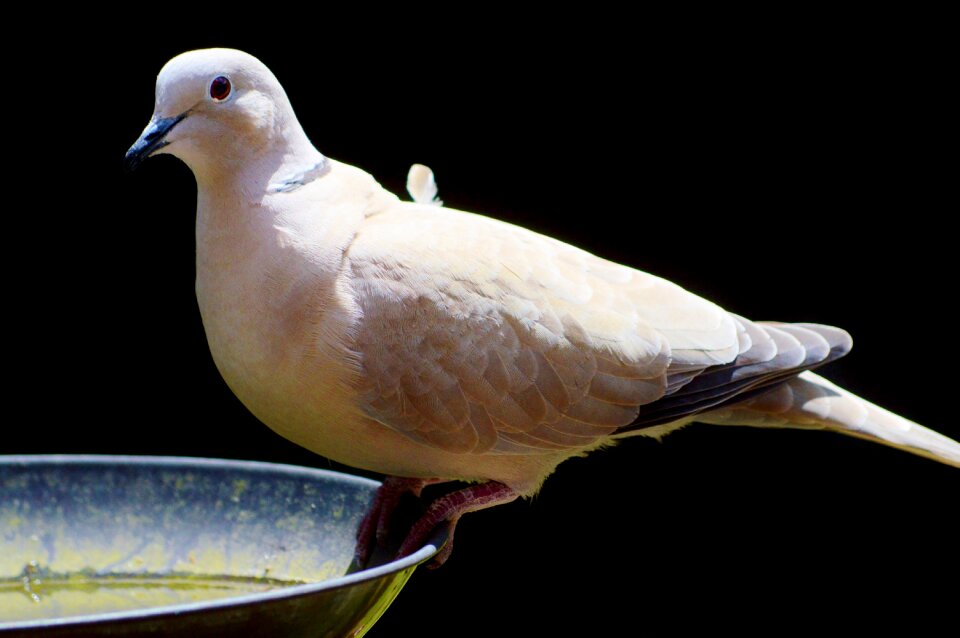 Animal plumage wing photo