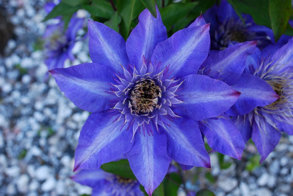Blue beautiful leather flower