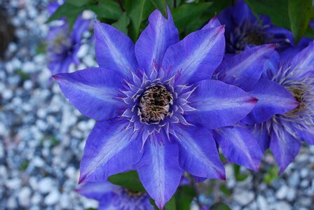 Blue beautiful leather flower photo
