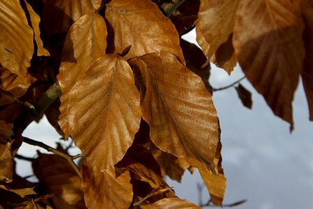 Winter dead leaf tree