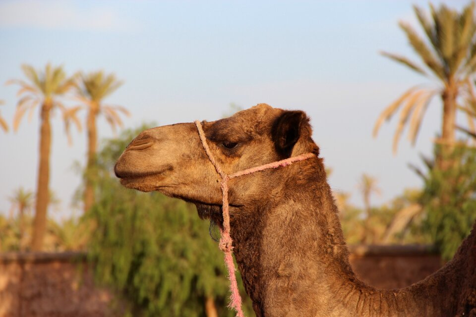 Camel marrakech animal