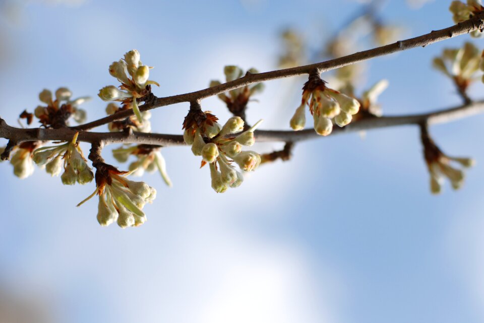 Early spring branch tree
