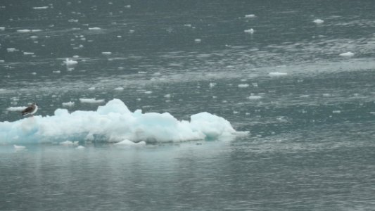 Alaskan Cruise - Camera