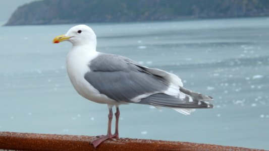 Alaskan Cruise - Camera