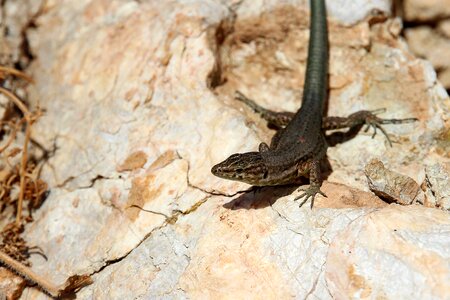 Animal nature gecko photo