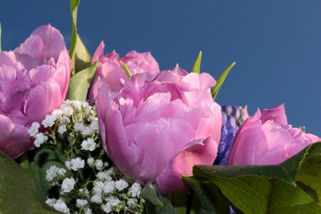 Tulips pink gypsophila fragrance photo