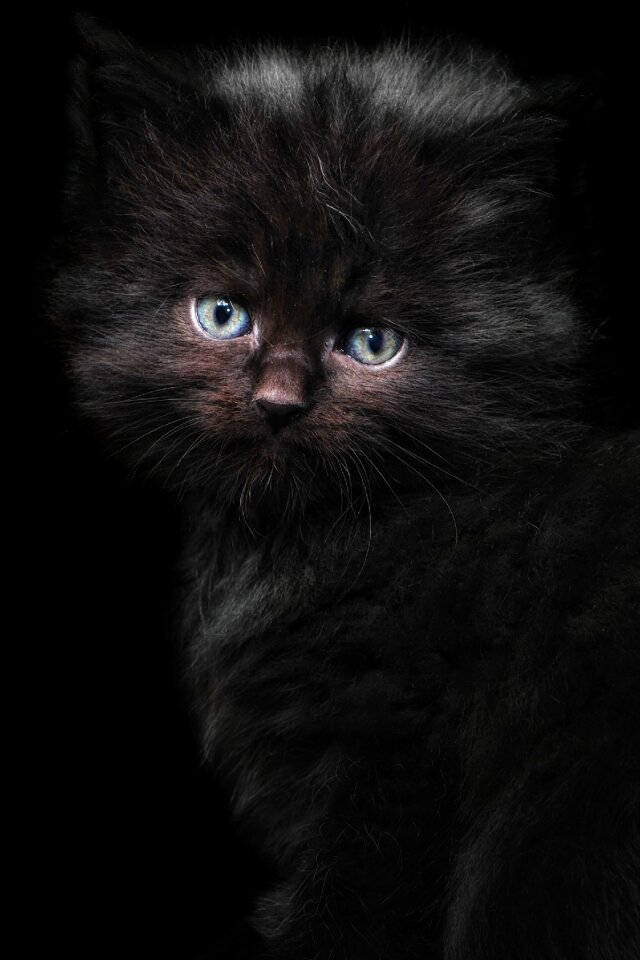 Cat portrait cat baby black cat