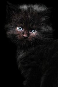 Cat portrait cat baby black cat