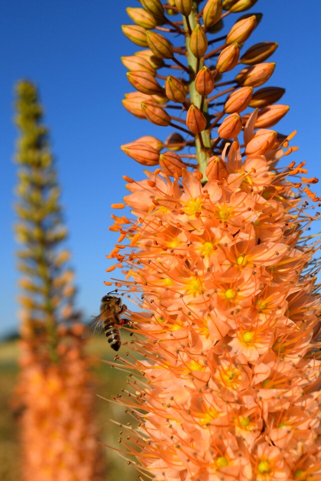 Blossom bloom orange