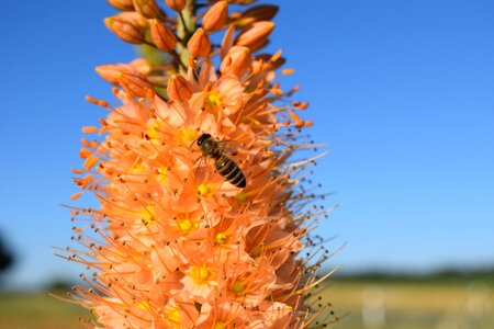 Blossom bloom bee