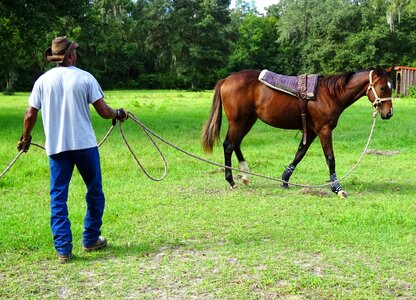 Thoroughbred outdoors farm