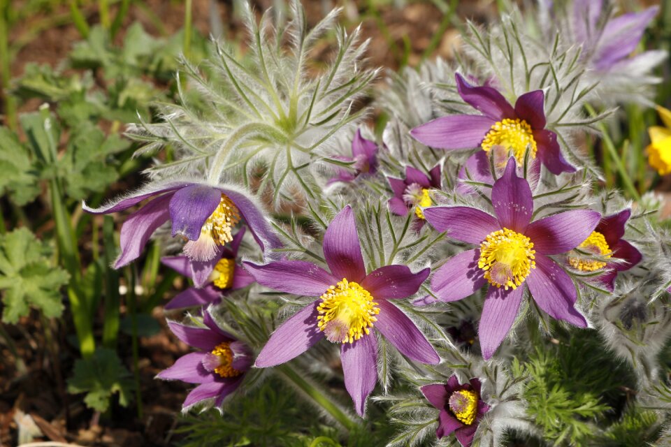 Spring flower natural beauty pasqueflower
