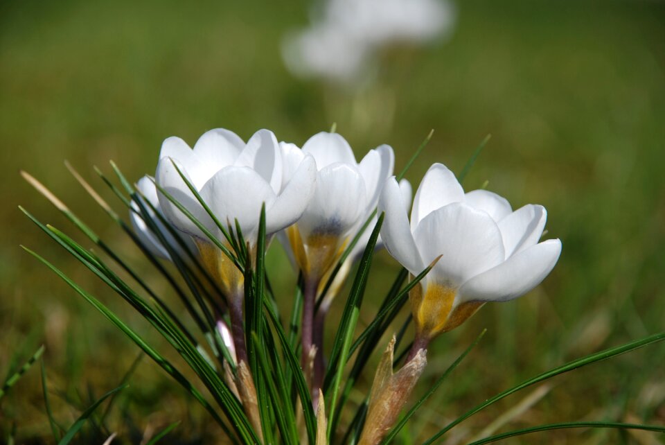 White spring flower