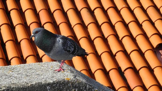 House bird roof shingles photo