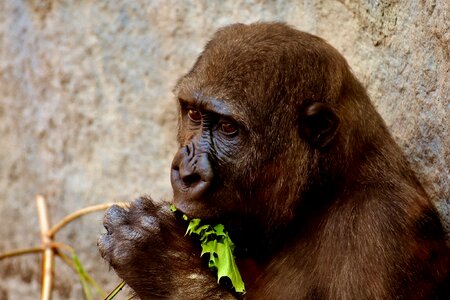 Greedy zoo hellabrunn