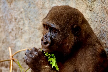 Greedy zoo hellabrunn photo